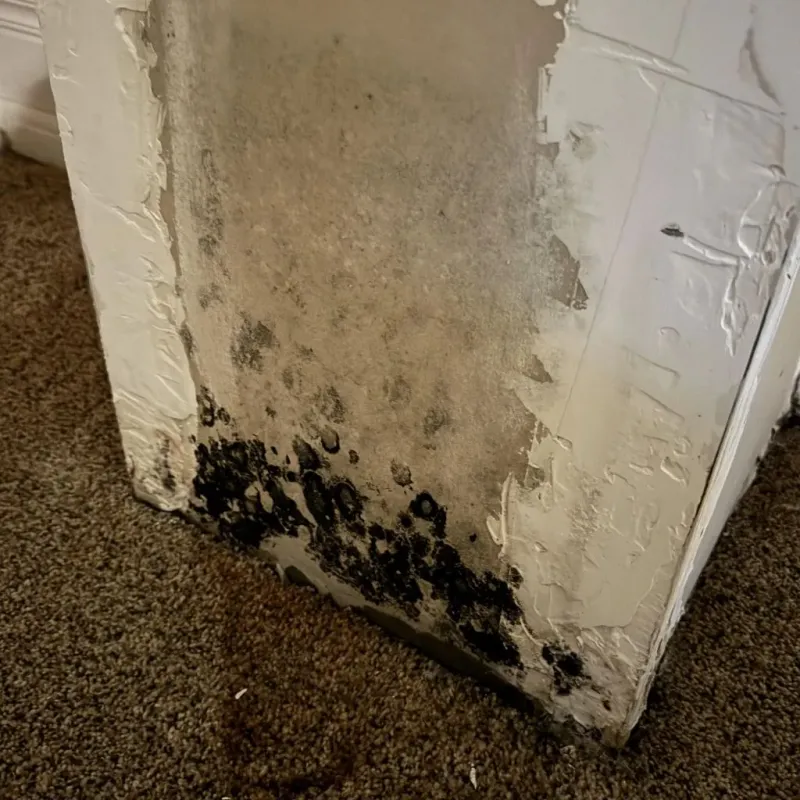 Professional Mold Removal in Belmont, PA